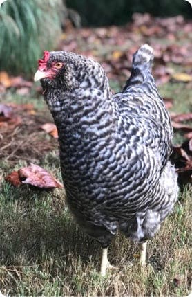 Meet Alison’s chickens